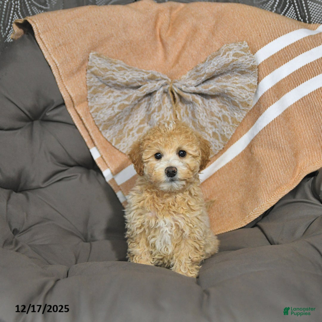 Miniature Poodle dogs for sale: Abby EXTRA SMALL - Ad 3