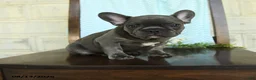 French Bulldog dogs for sale: Landon - Ad 4