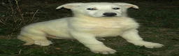 German Shepherd dogs for sale: Blanco - Ad 3