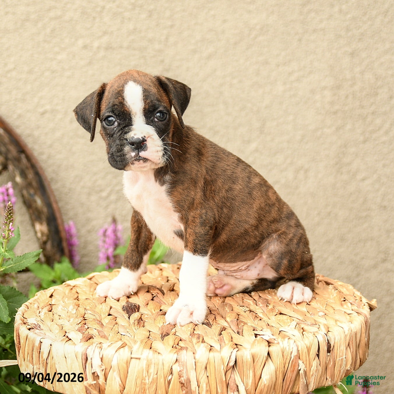 Boxer dogs Bryce - Ad 2