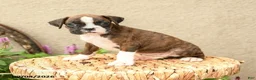 Boxer dogs for sale: Bryce - Ad 2
