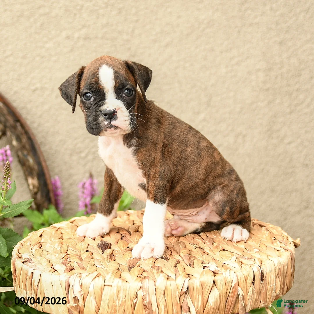 Boxer dogs for sale: Bryce - Ad 2