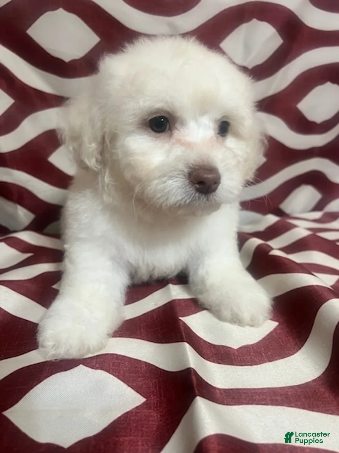Miniature Poodle dogs for sale: Flash - Ad 4