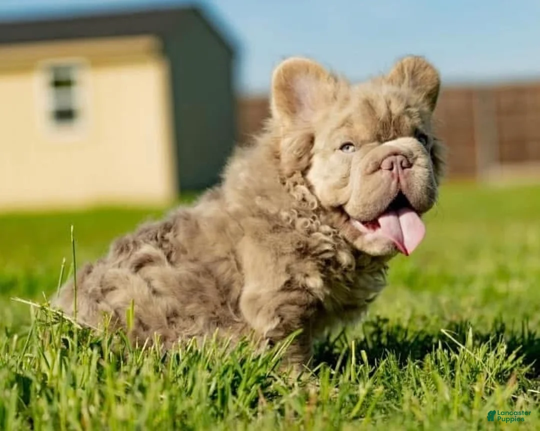 French Bulldog dogs for sale: Miss Glitz - Ad 7