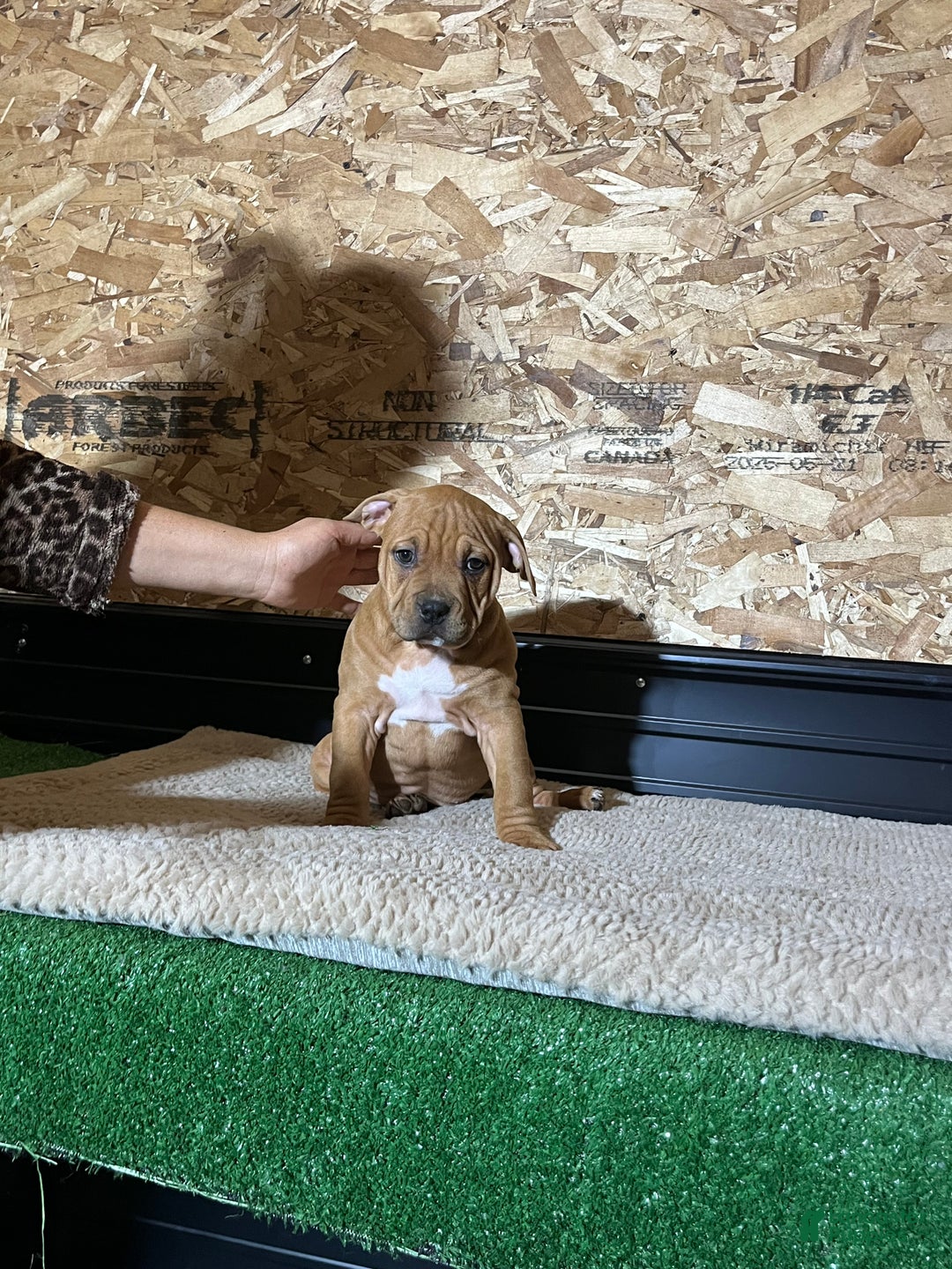American Bully dogs for sale: Cinnamon  - Ad 3