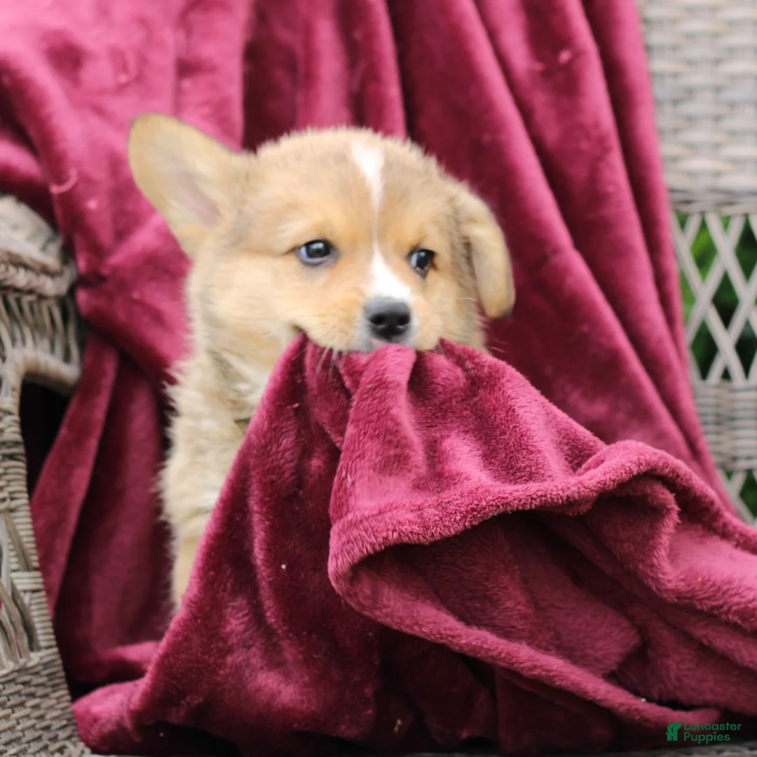 Welsh Corgi Pembroke dogs for sale: Jack  - Ad 2