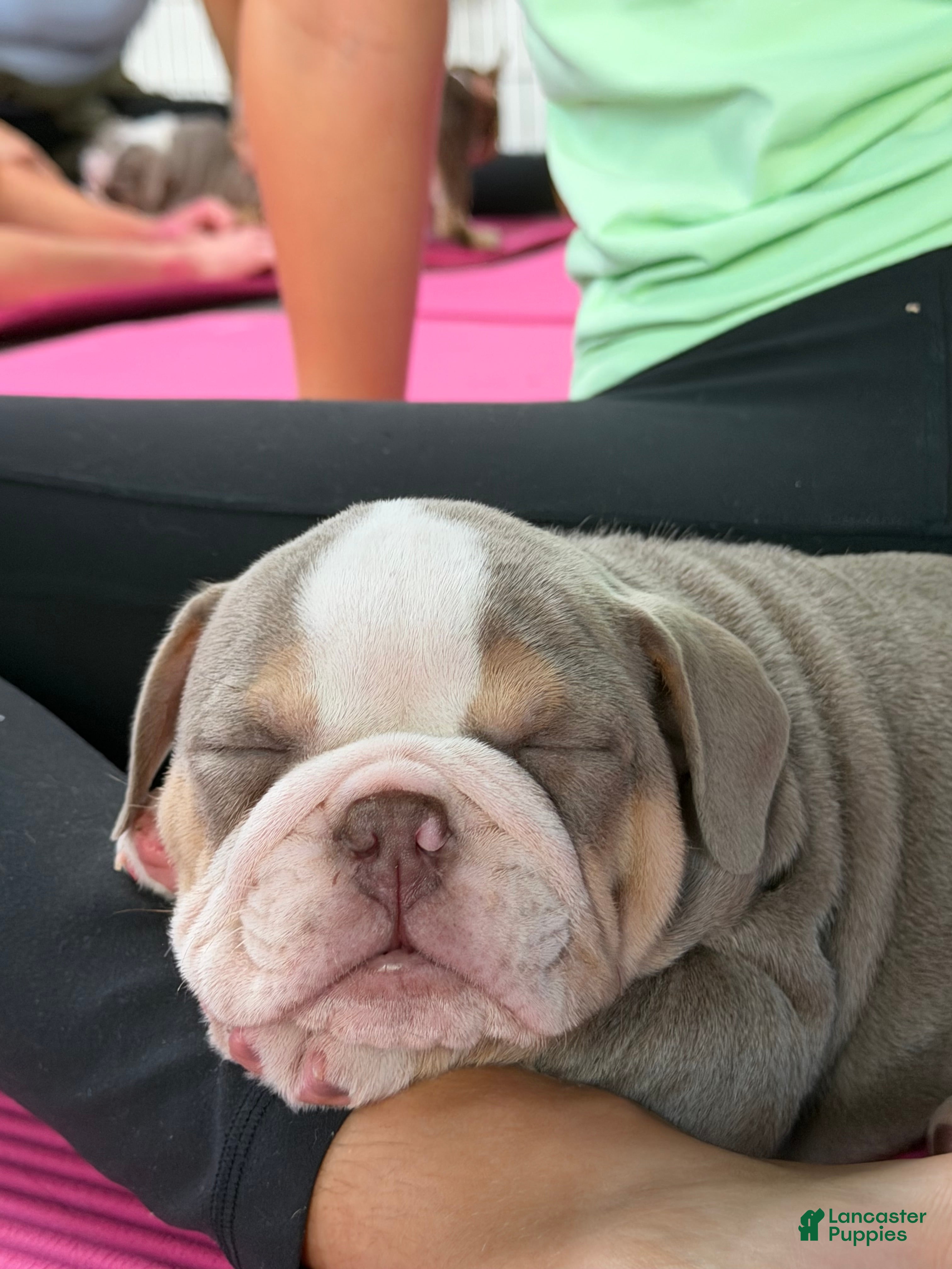 English Bulldog dogs English Bulldog 4 - Ad 25