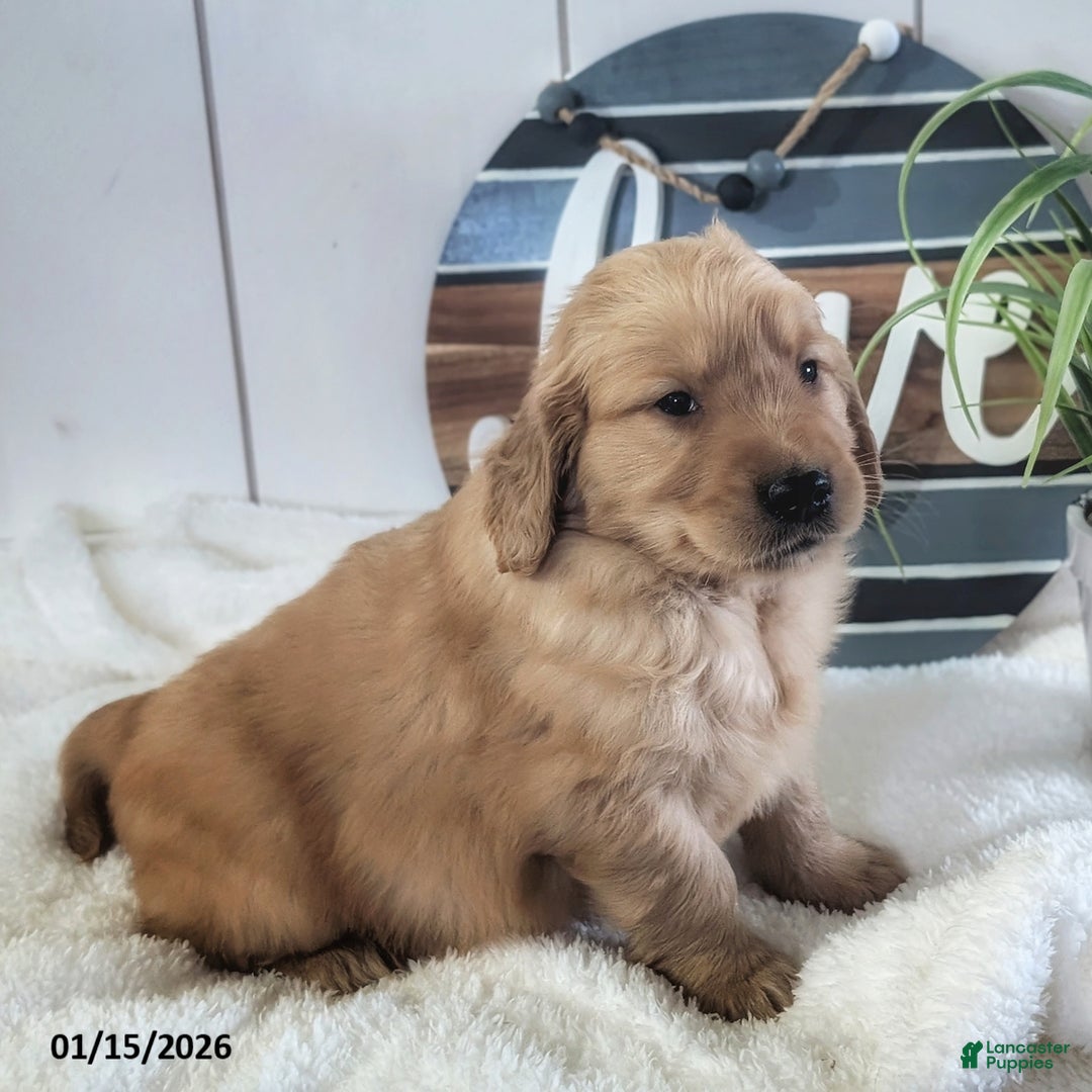 Golden Retriever dogs for sale: Sawyer - Ad 4
