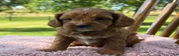 Cavapoo dogs for sale: Rory - Ad 4