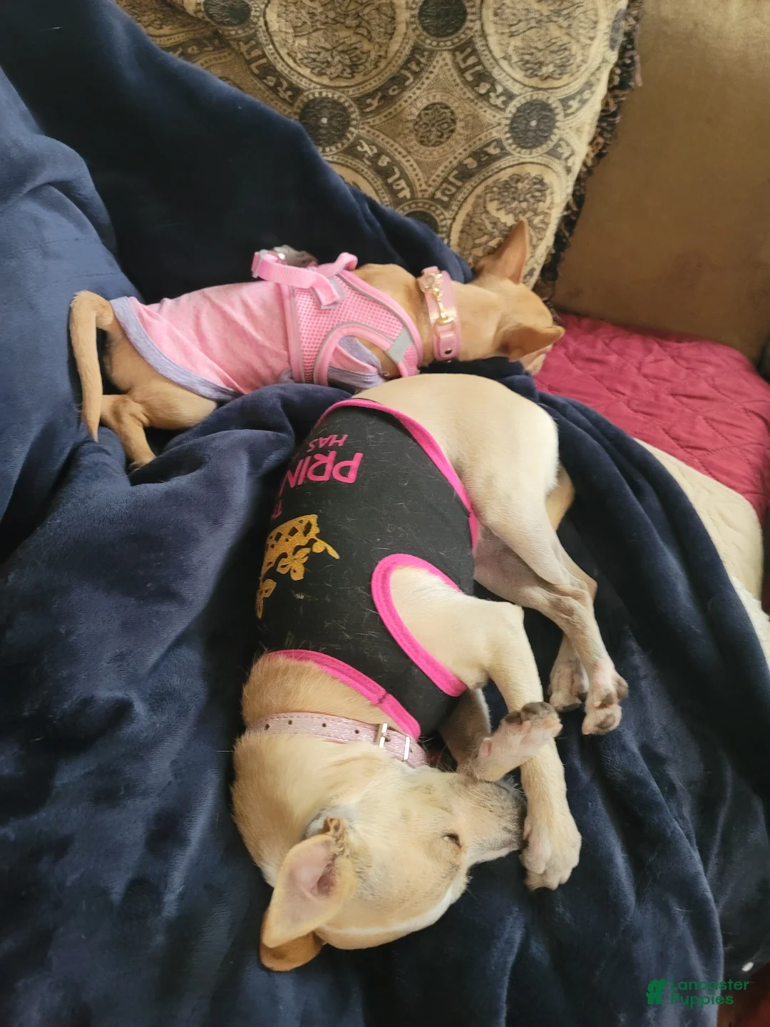 Chihuahua dogs for sale: Faith - Ad 10