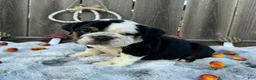 English Bulldog dogs for sale: Gordo - Ad 4