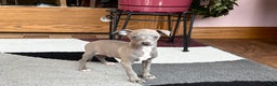 Italian Greyhound dogs for sale: Larry - Ad 17