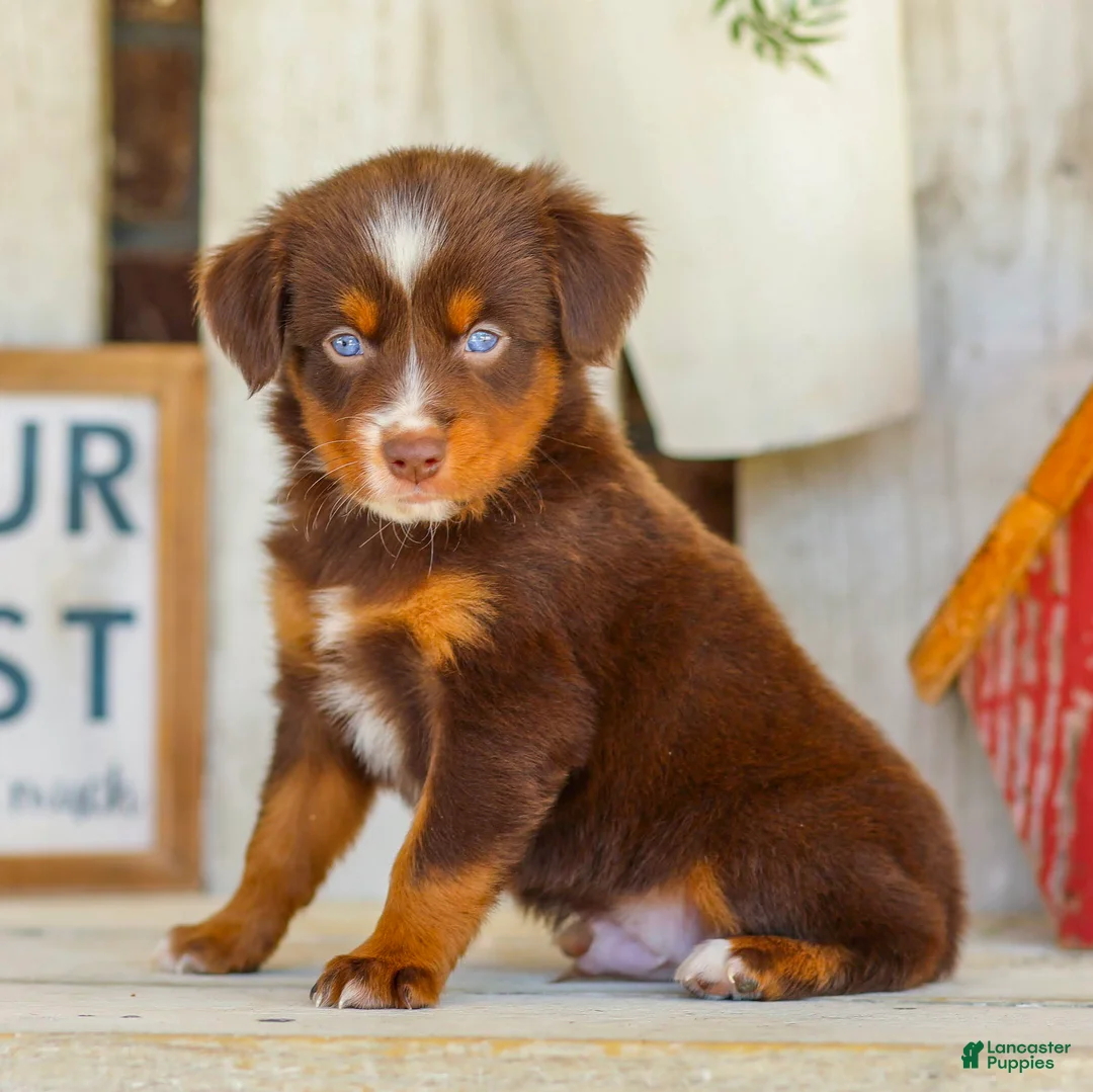Miniature Australian Shepherd dogs for sale: Baxter - Ad 1