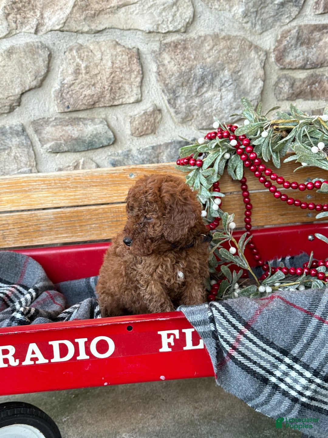 Mini Goldendoodle dogs for sale: Isabella - Ad 7