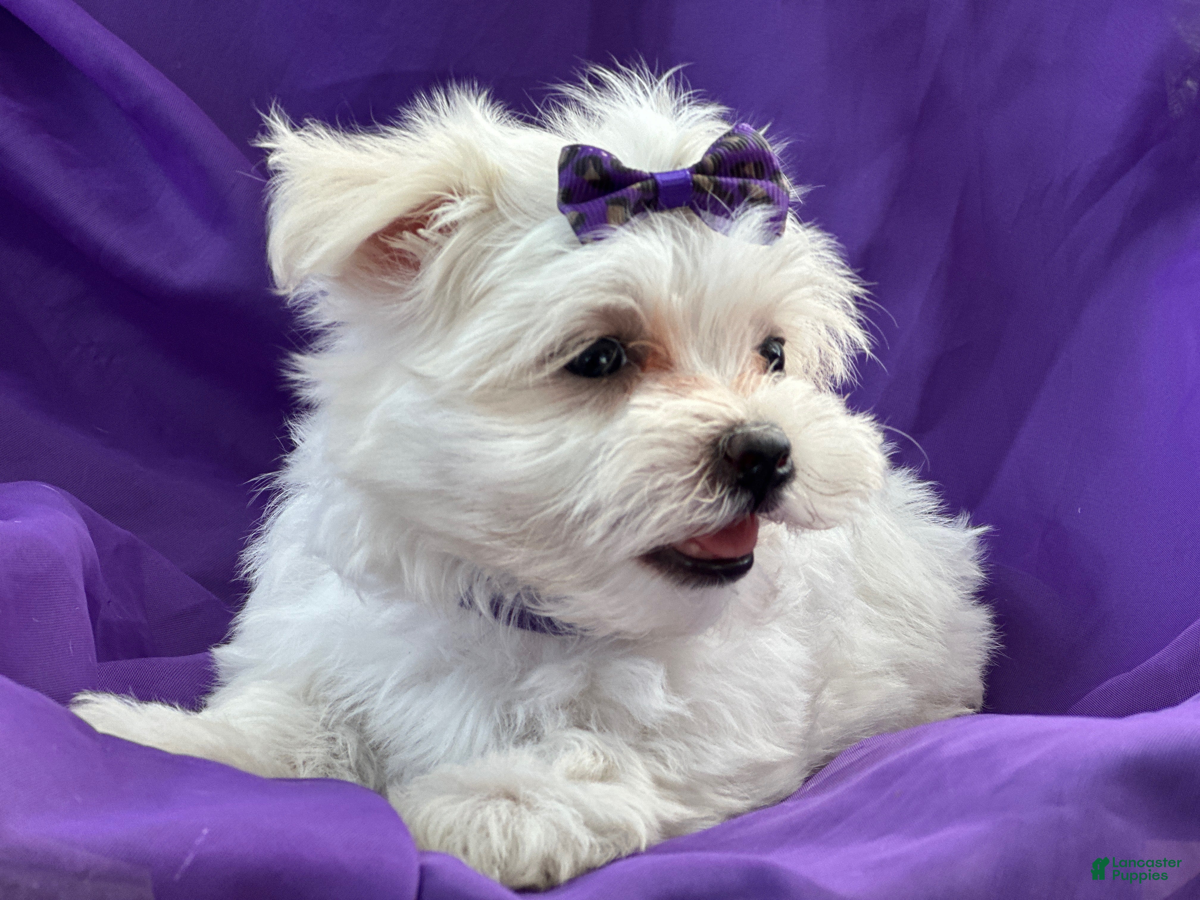 Maltese dogs APRI Maltese - Mochi - Ad 1