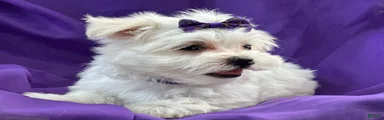 APRI Maltese - Mochi