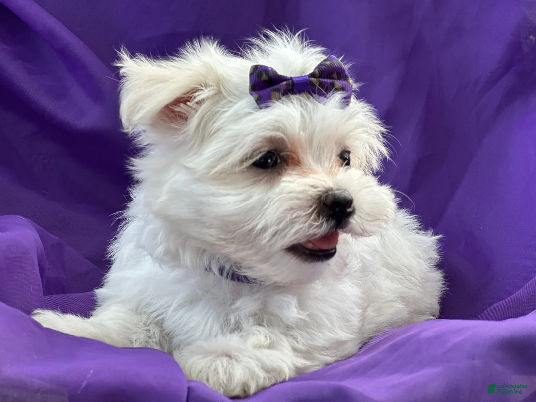 Maltese dogs for sale: APRI Maltese - Mochi - Ad 1