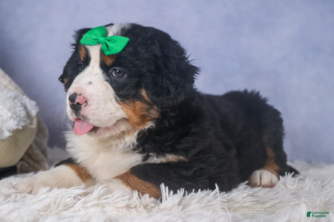 Bernese Mountain Dog dogs for sale: HERSHEY - Ad 8