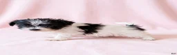 Mixed Breed dogs for sale: Gracie - Ad 4