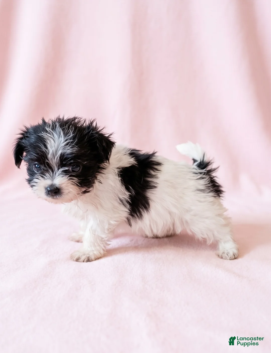 Mixed Breed dogs for sale: Gracie - Ad 4