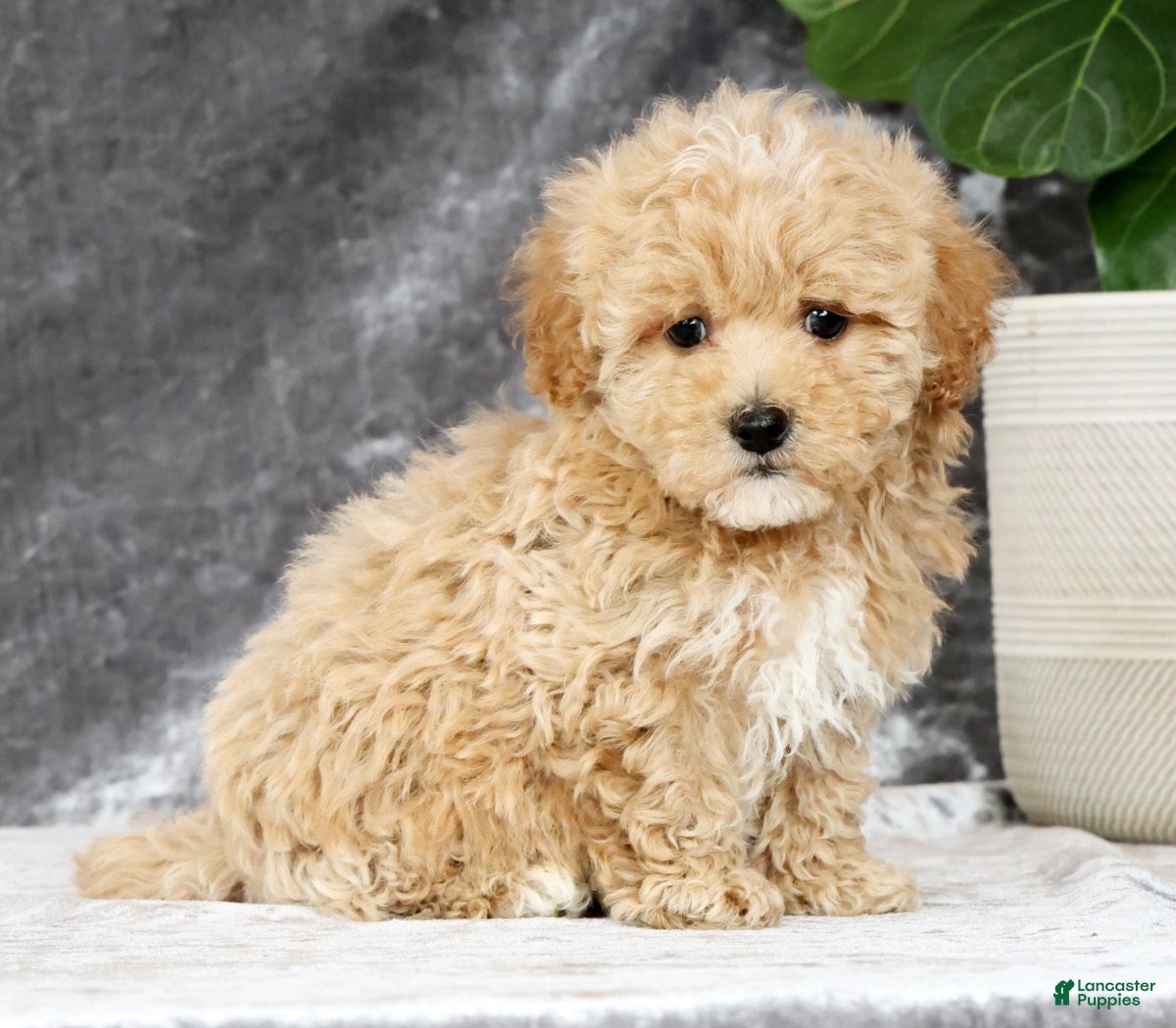 Havapoo dogs Derek - Ad 1