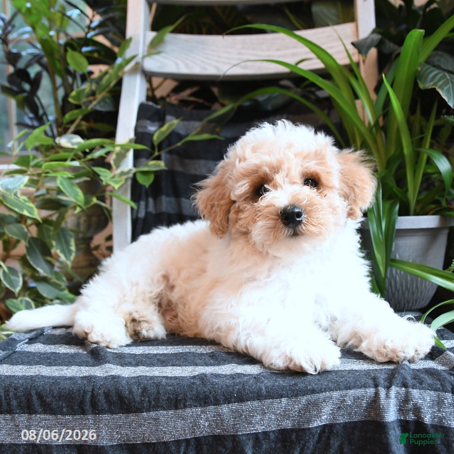 Bichpoo dogs Baxter - Ad 2