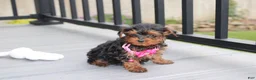 Yorkiepoo dogs for sale: Ella  - Ad 3