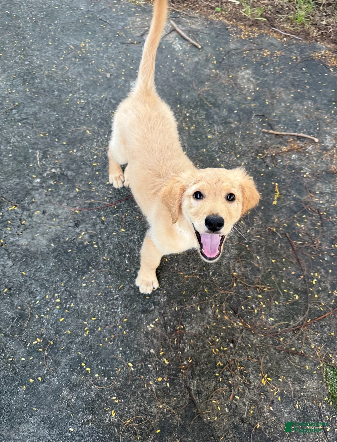 Golden Retriever dogs for sale: buddy - Ad 1
