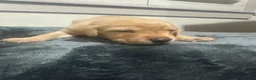 Labrador Retriever dogs for sale: Kyle - Ad 3