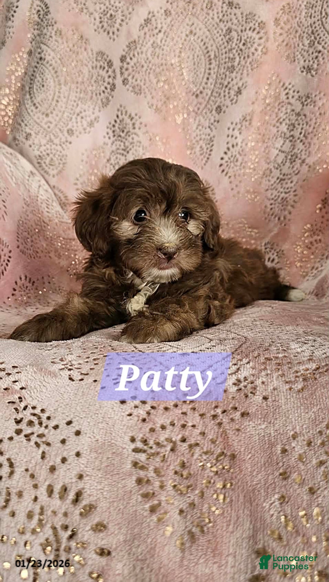Shihpoo dogs for sale: Patty - Ad 2