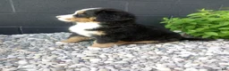 Bernese Mountain Dog dogs for sale: Turbo  - Ad 3