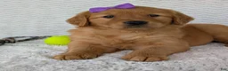 Golden Retriever dogs for sale: Miss Goldie  - Ad 4