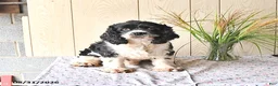 Cocker Spaniel dogs for sale: Randall - Ad 7