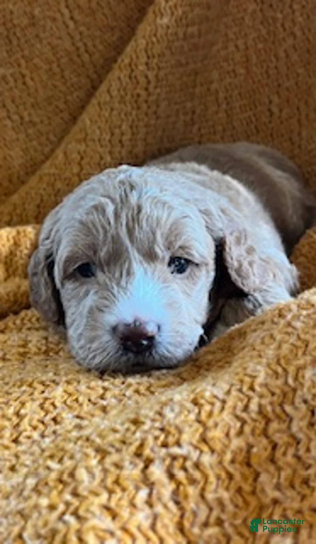 Mini Goldendoodle dogs for sale: Murphy - Ad 2