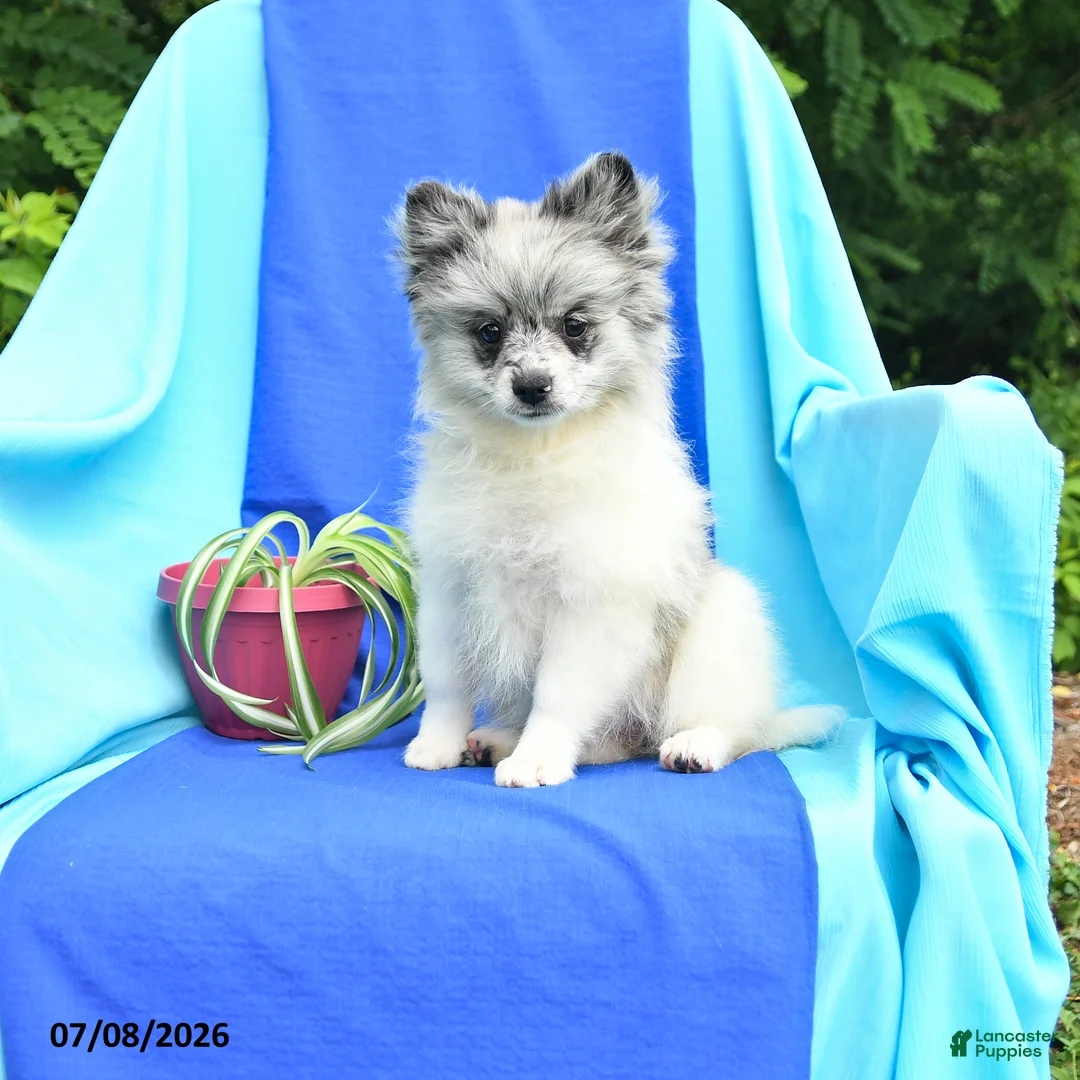 Pomeranian dogs for sale: Mandy - Ad 2