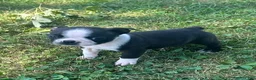 Boston Terrier dogs for sale: Utah - Ad 2