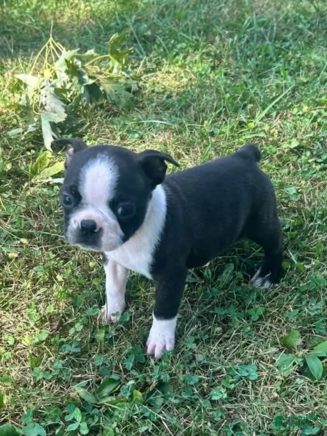 Boston Terrier dogs for sale: Utah - Ad 2