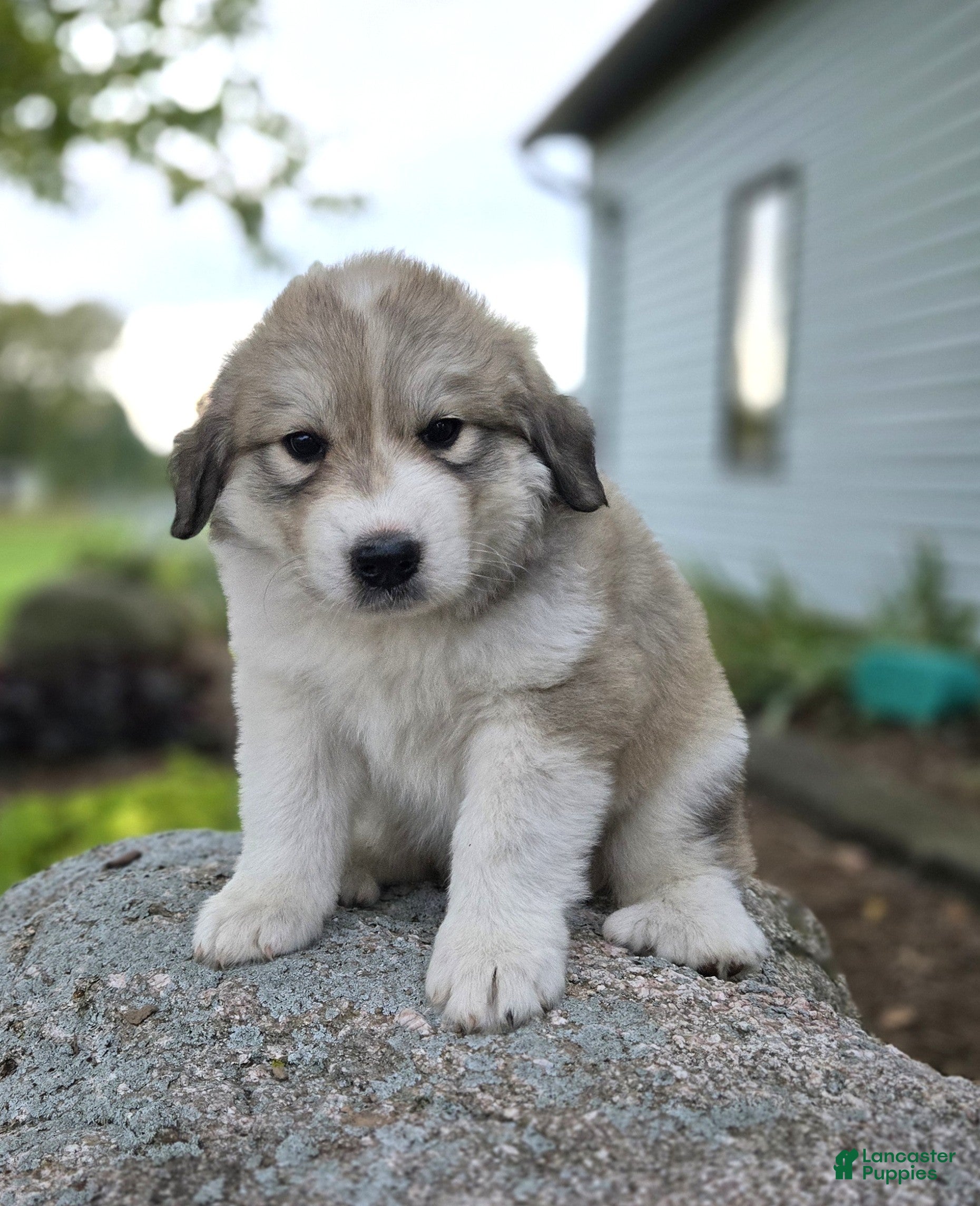 Macy (Pyrenean Mountain Dog, Female) in Port Byron, NY