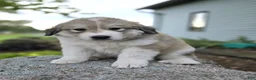 Great Pyrenees dogs for sale: Macy - Ad 1
