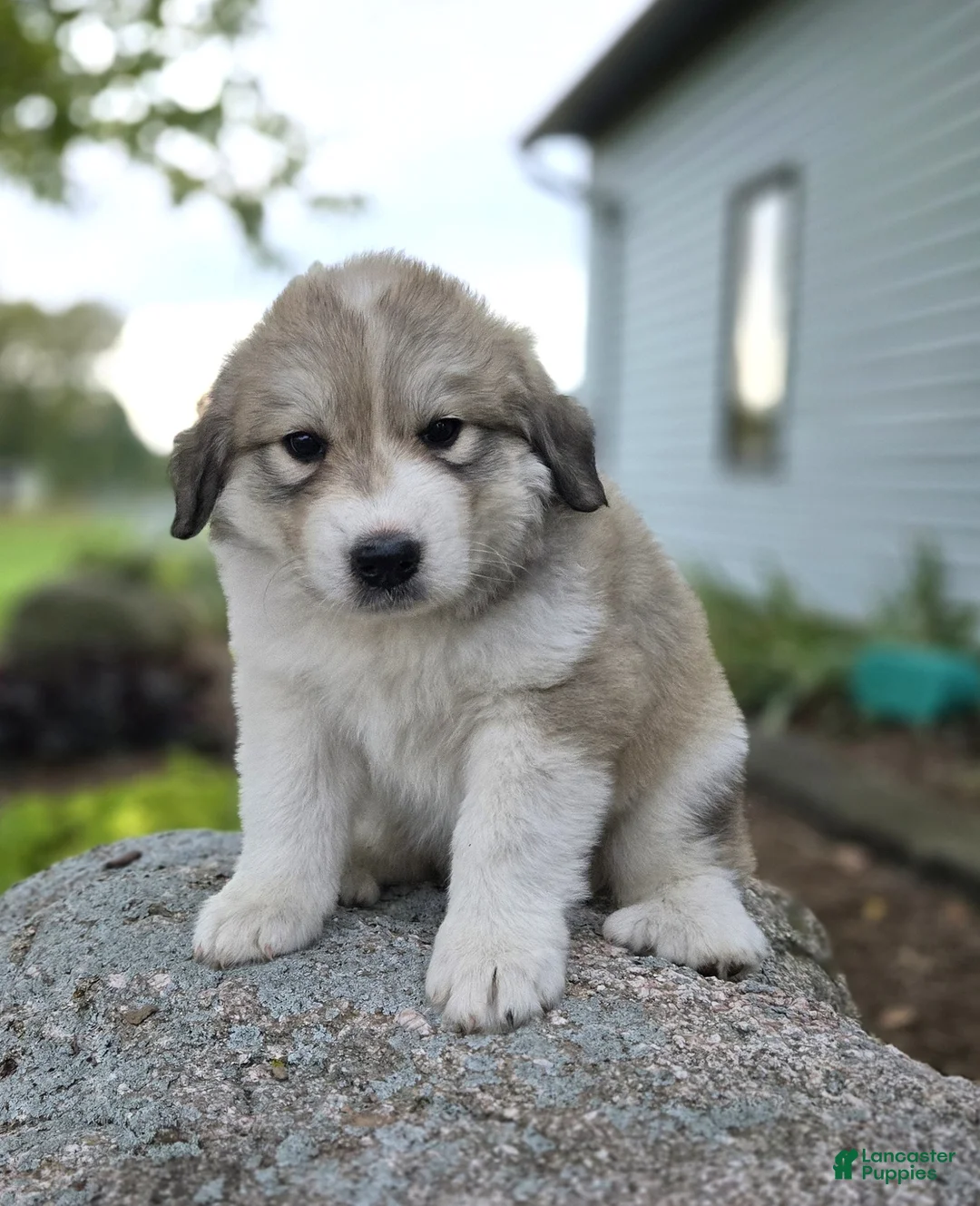 Great Pyrenees dogs for sale: Macy - Ad 1