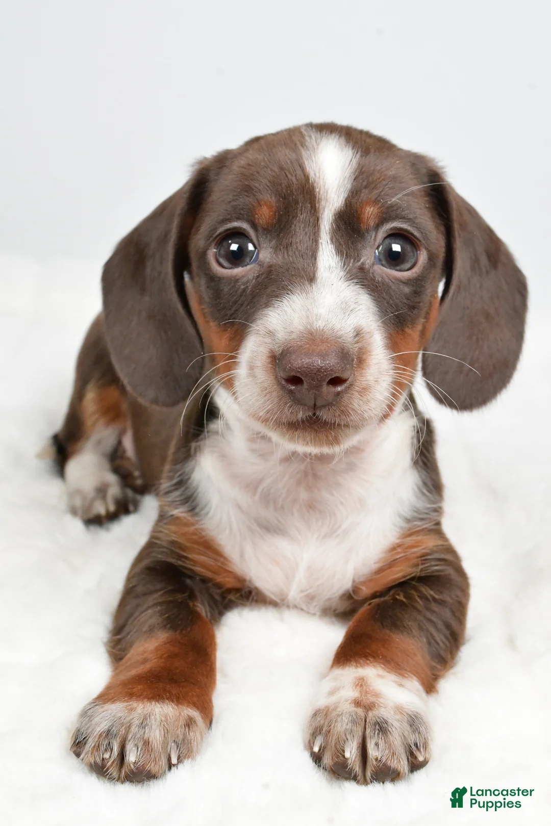 Dachshund dogs for sale: Theo - Ad 8