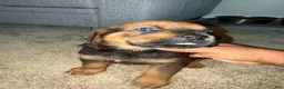 Mixed Breed dogs for sale: Mixed Breed 2 - Ad 5