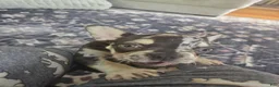 French Bulldog dogs for sale: CHOCO - Ad 5