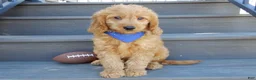 Goldendoodle dogs for sale: Logan-MEDIUM - Ad 6