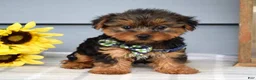 Yorkshire Terrier dogs for sale: Archie - Ad 5