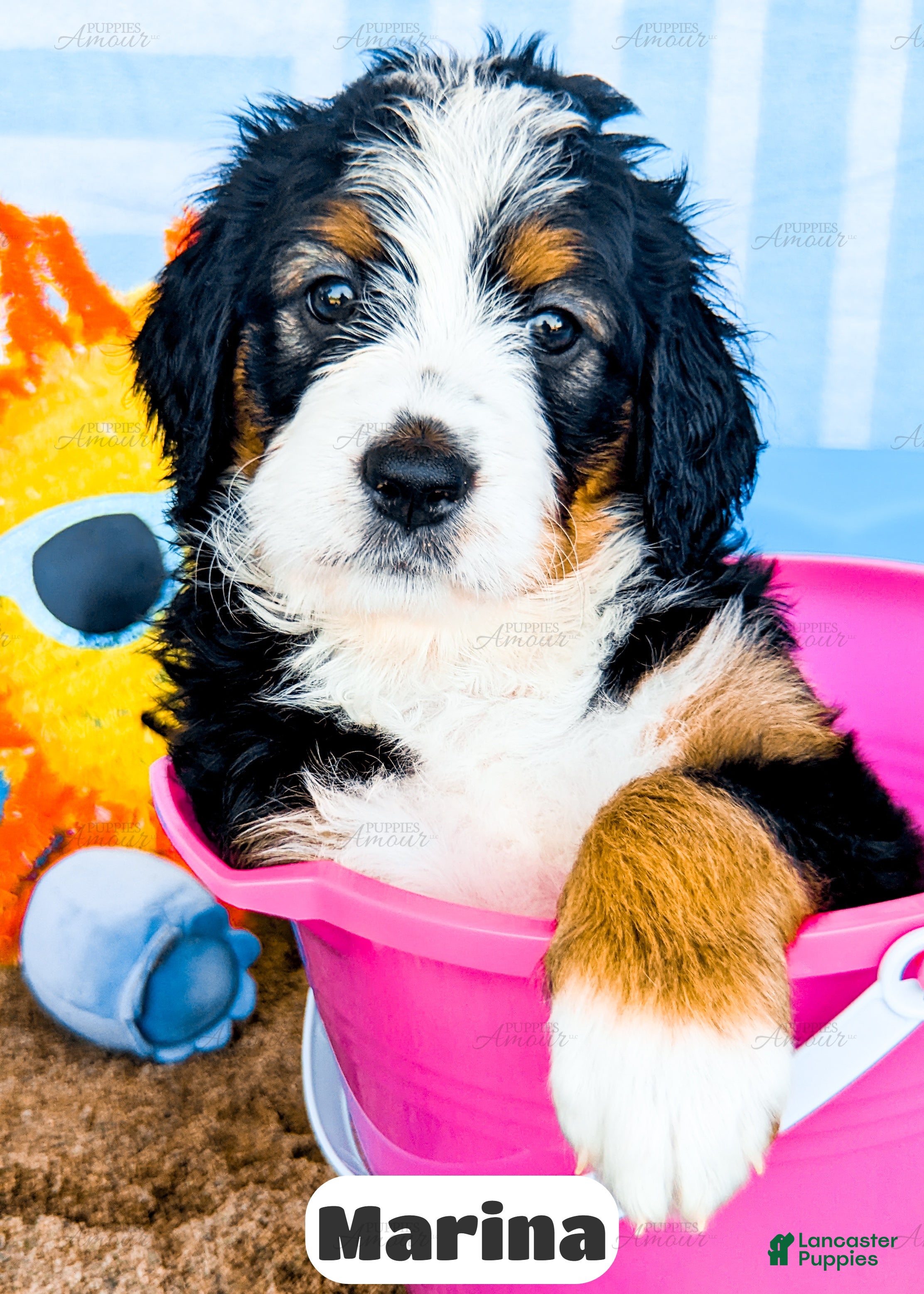 Bernedoodle dogs Marina - Ad 1