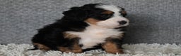 Mini Bernedoodle dogs for sale: Miley - Ad 5