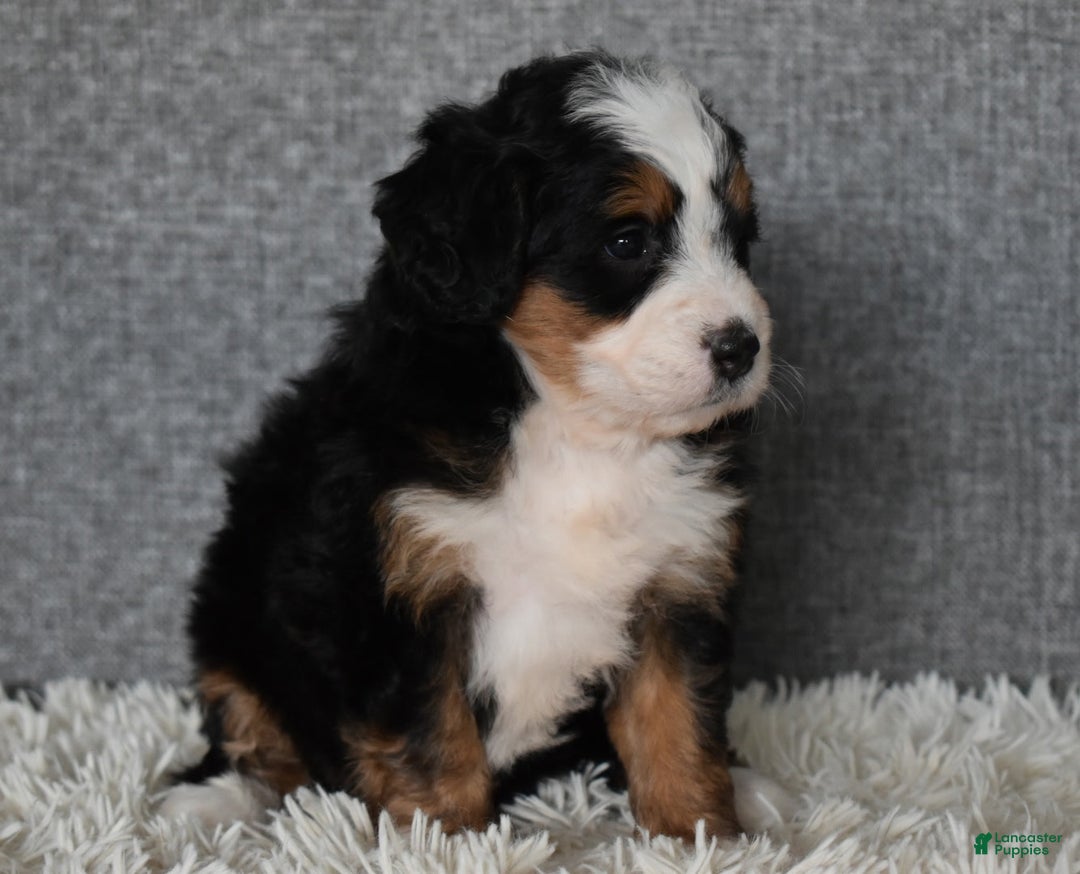 Mini Bernedoodle dogs for sale: Miley - Ad 5