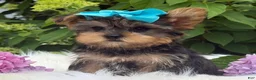 Yorkshire Terrier dogs for sale: Minx - Ad 8