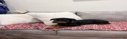 Rottweiler dogs for sale: Dark Pink collar girl - Ad 11